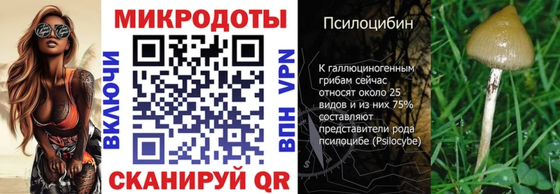 Галлюциногенные грибы Psilocybe  Новозыбков 